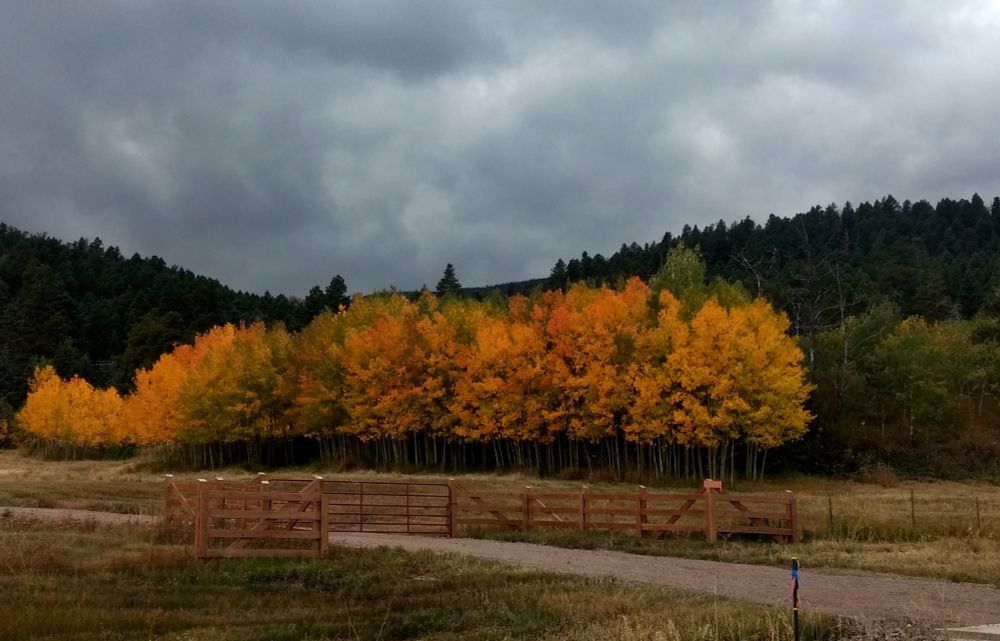 A wooden fence in the foreground. Colorful fall aspen trees in the middle ground. Pine forest and gray clouds in the background.