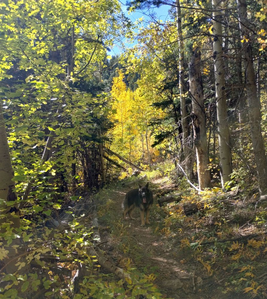 Forest of aspen trees turning yellow and pines. Black shepherd with tan legs on the trail.