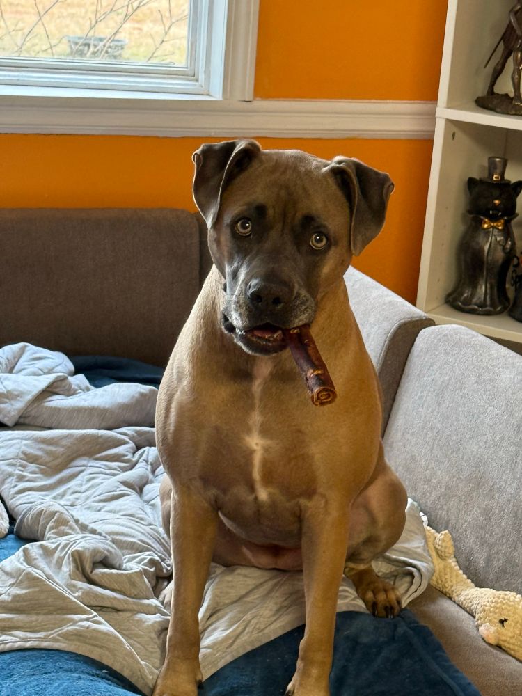 Picture is of a seated dog with an exasperated expression, holding a treat in her mouth like a cigar. 