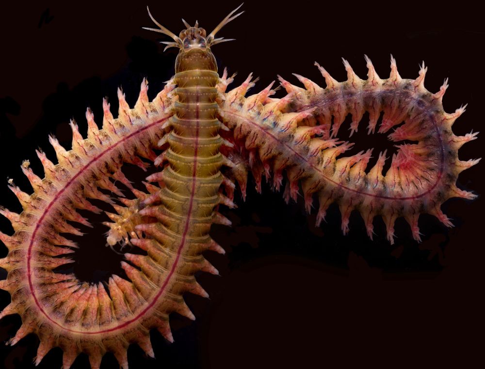 Closeup of the full Nereididae indet. against a black background. Its colour is varied, with slightly greenish browns, pinks, purples, and oranges. A central red line goes down its center.
Each segment contains a pair of rather thick parapodia.
