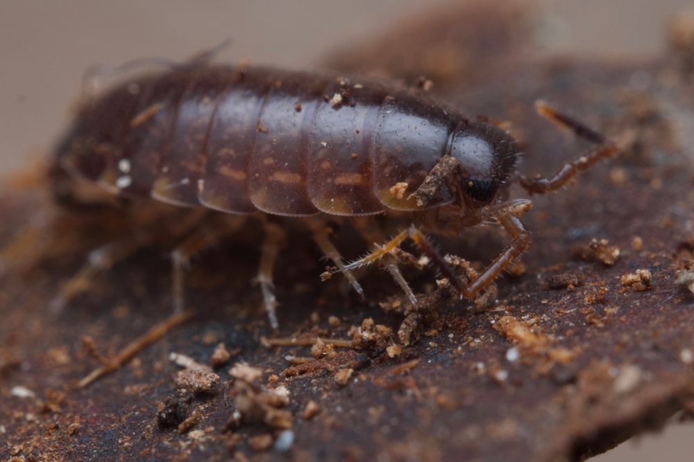 A dark brown isopod sitting on a piece of bark. It has subtle markings on its back and rather long legs and antennae. They are also really fast. I found them in the Victoria lily house in the stony flower bed right next to the pool.