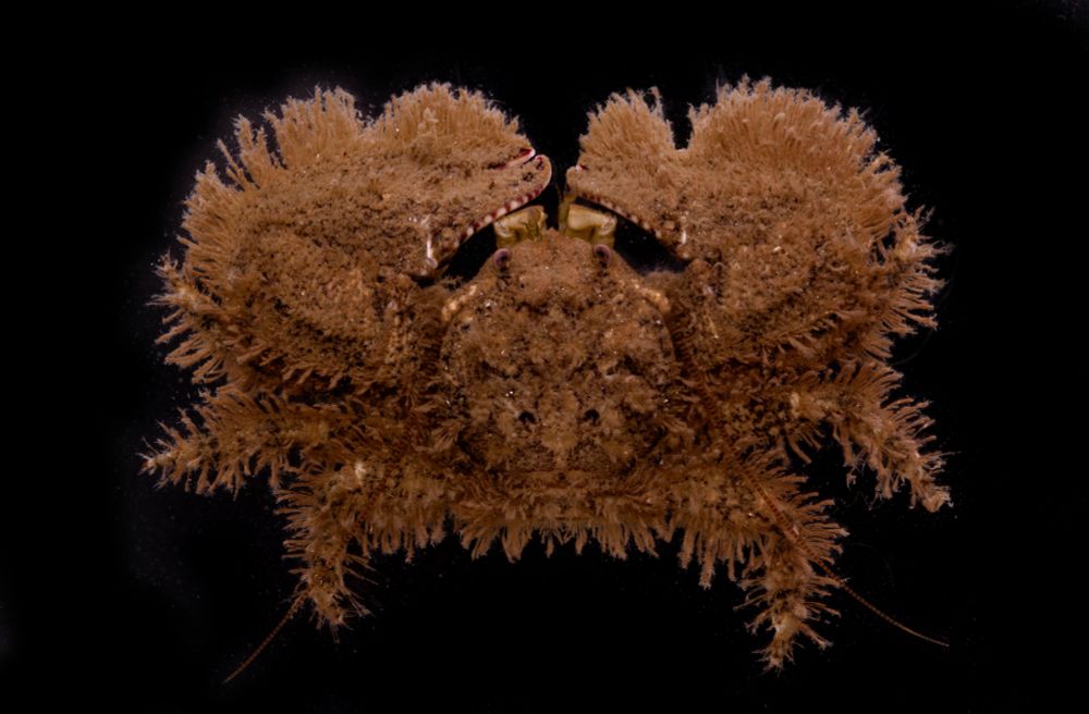 Closeup of the porcelain crab Porcellana platycheles. It has a round body with large claws and long antennae.

It's caramel brown all over and is covered in hair-like structures. 