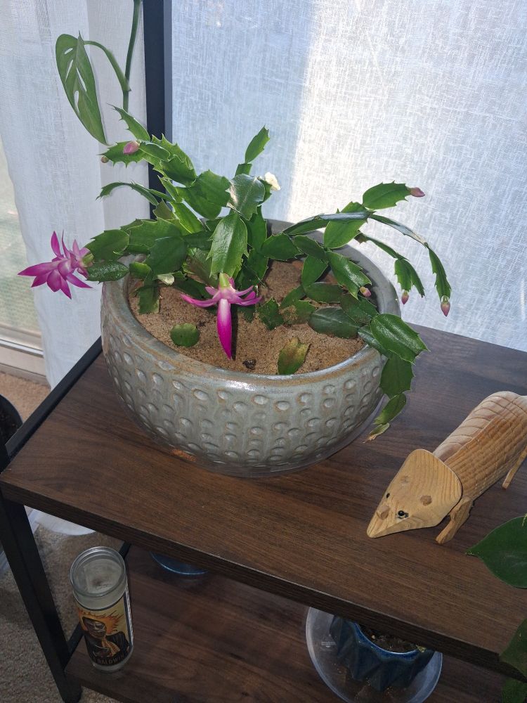 Christmas cactus with fuscia blooms. Purty.