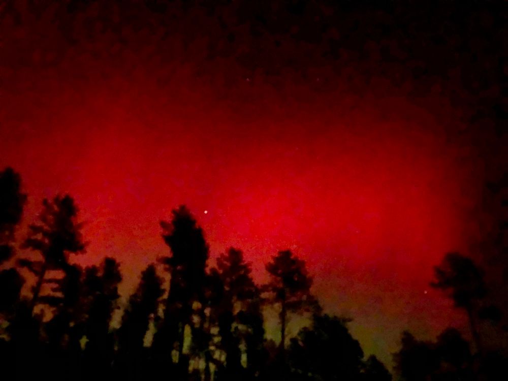 Northern lights appearing as a mostly red sky. In the foreground are pine tree silhouettes.