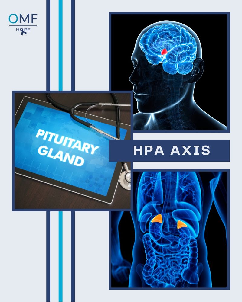 Three medical illustrations represent the HPA axis. A brain scan highlights the hypothalamus and pituitary gland. Another image shows the adrenal glands above the kidneys. A tablet displays the words "PITUITARY GLAND." 