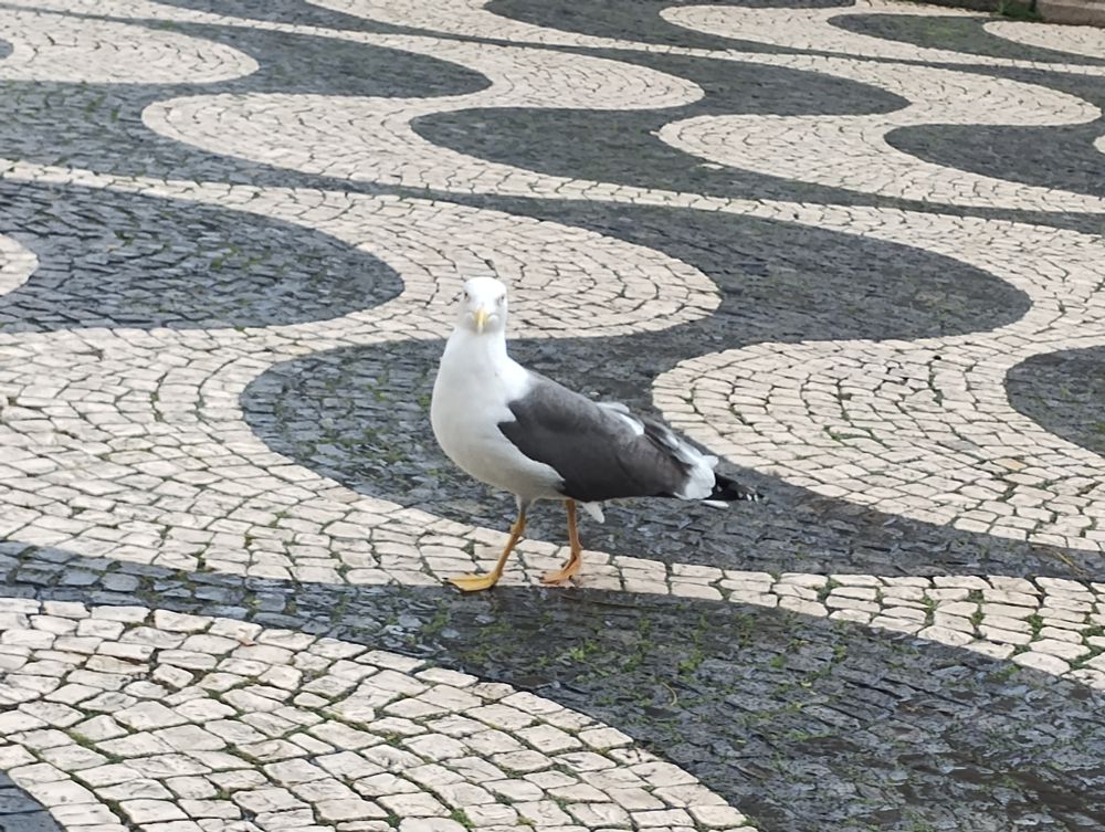 A seagull looking directly at the camera
