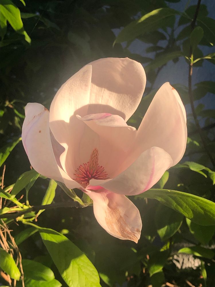 Image description: a late blooming magnolia, mid-unfurling, illuminated by the morning sun, white with a touch of pink 