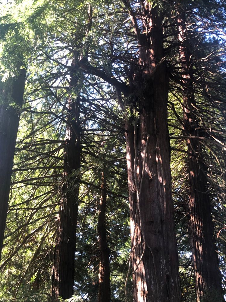 Image description: five redwood tree trunks, a blue sky up above, sunlight filters through 