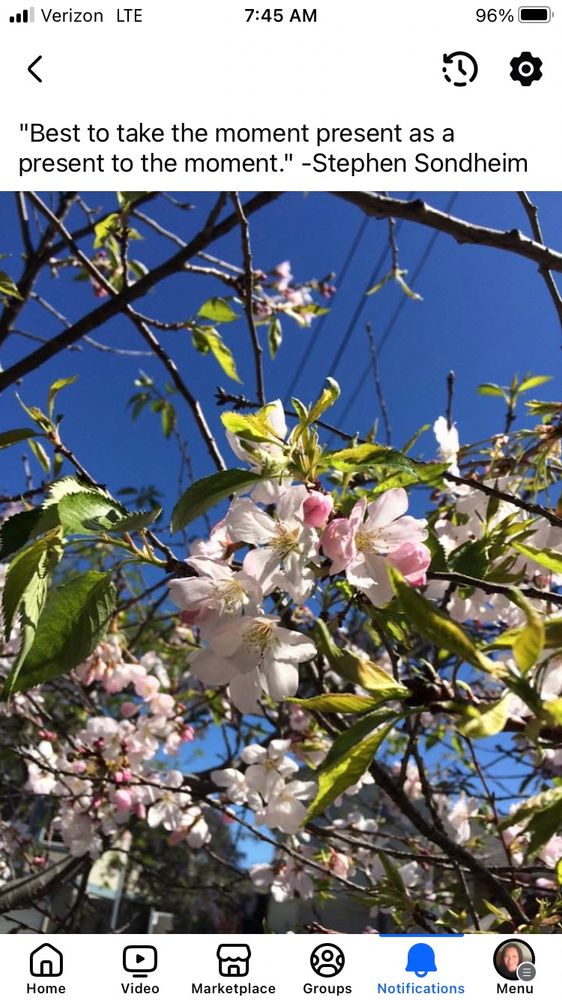 Image description: pink and white blossoms against a blue sky