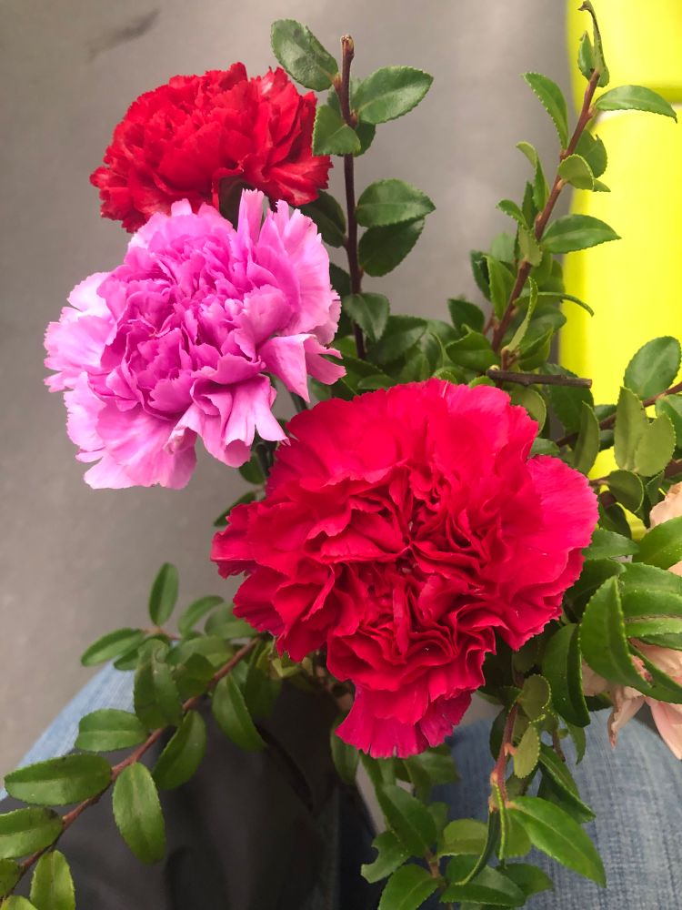 Image description: a photo of three carnations (2 red and one pink) with green stems and leaves