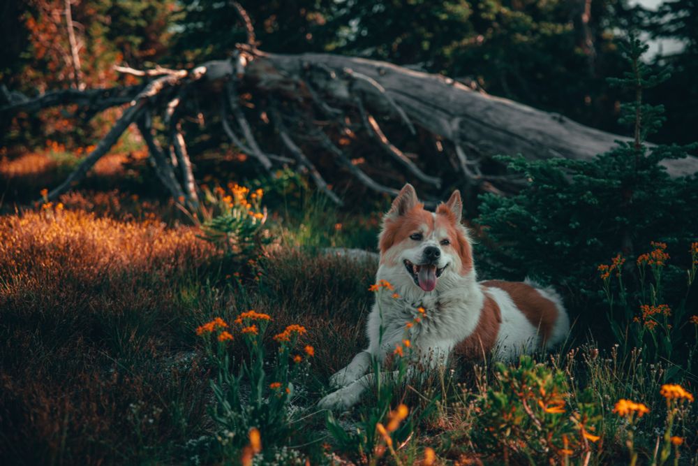 A photo of a dog in tall grass and yellow flowers in front of a downed tree