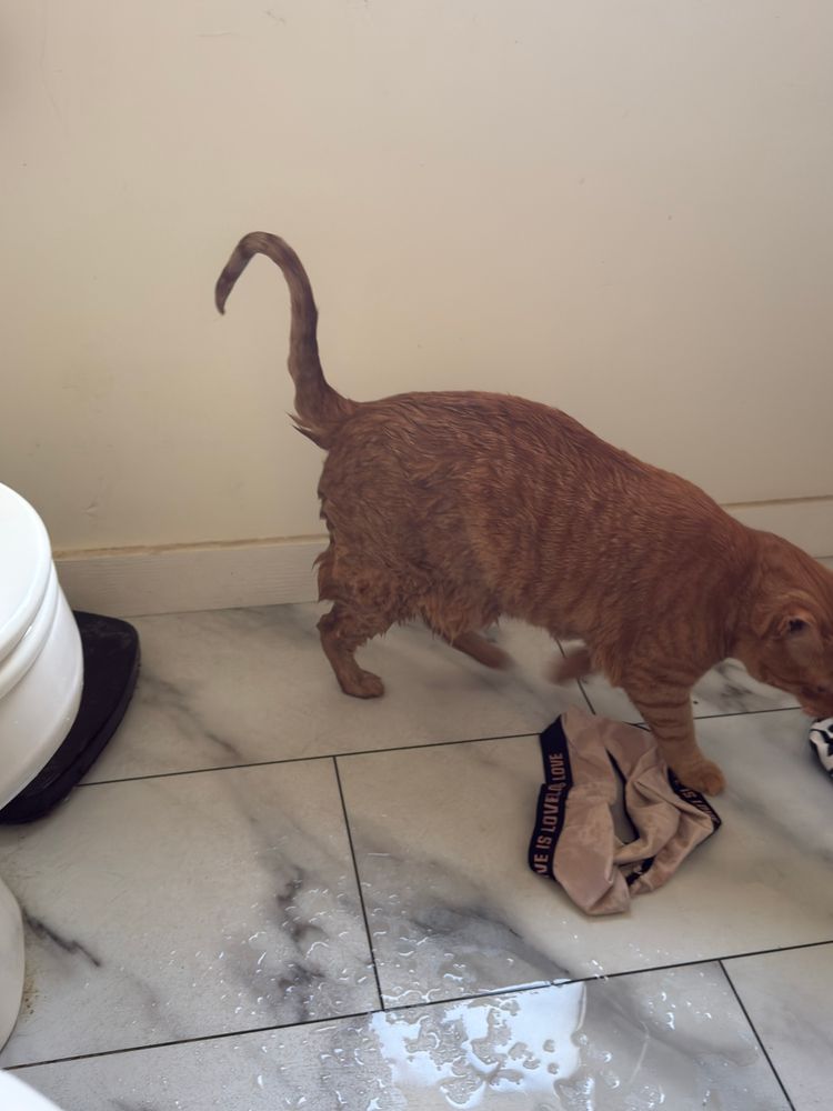 Wet cat that fell in the tub and now feels shame for his actions 