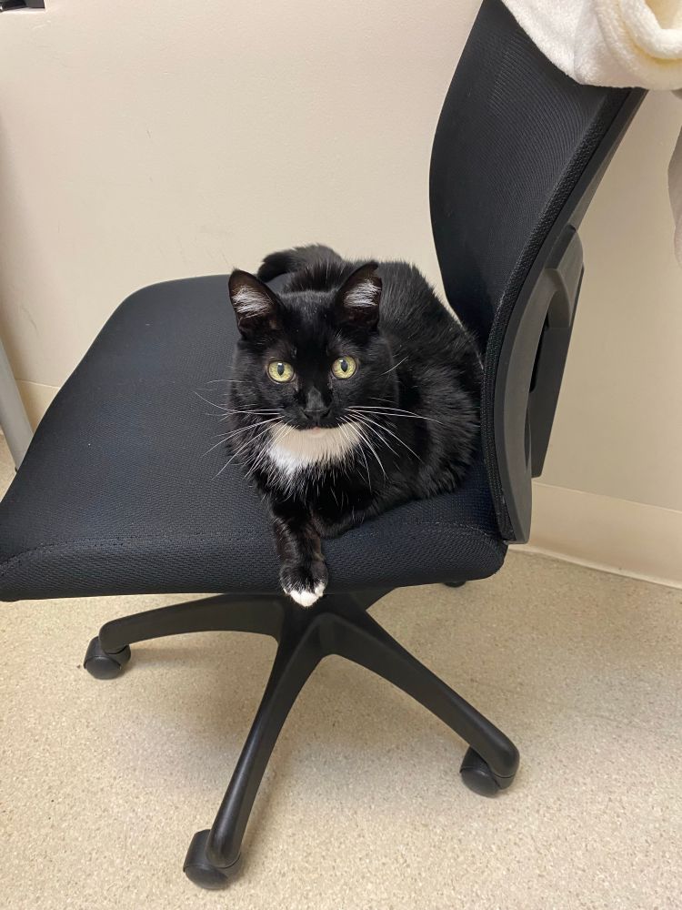 A mostly black cat with a white bib and white toes.  She’s sitting on a black desk chair with one front paw extended.  She is looking at you with kind green eyes and has faith in you.