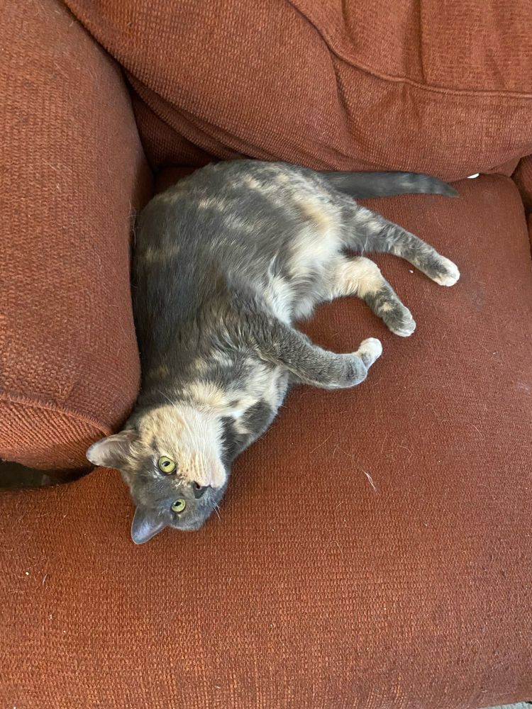 Small to medium dilute tortie cat who knows she’s cute curled with her chin and belly up enough for scritches…she is in the corner of a burnt mahogany couch.