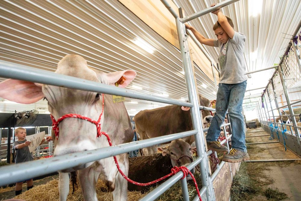 Garrett Hill, 11, balances on a stall fence between rounds of helping his dad, Derek Hill, hang name tag signs for their cows before the official opening of the Erie County Fair at the Hamburg Fairgrounds in Hamburg, August 5, 2025. The Hills have come up to the fair from Hills Valley Farm in Cattaraugus. (Libby March/Buffalo News)