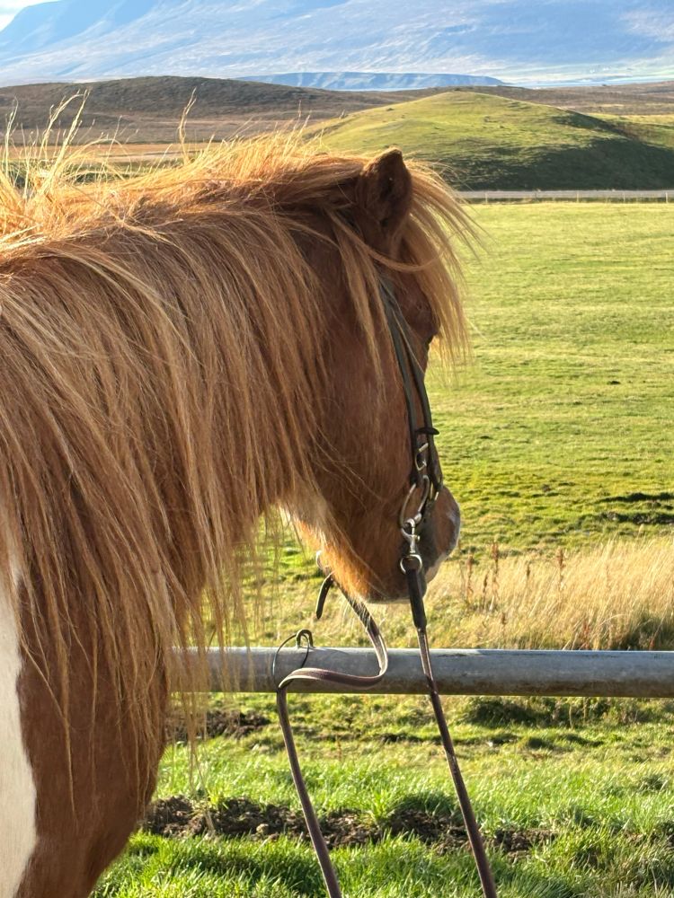 Chestnut horse in profile 