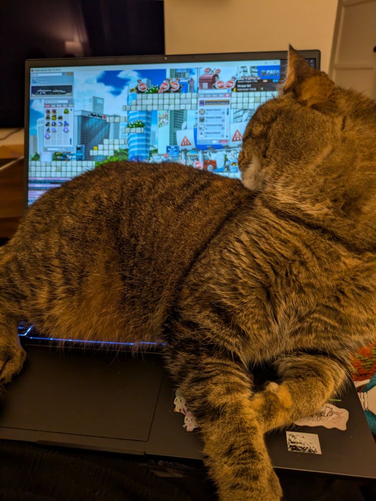 cat looking at screen, but still preventing me from playing a private server of 2005 hit mmorpg maplestory 