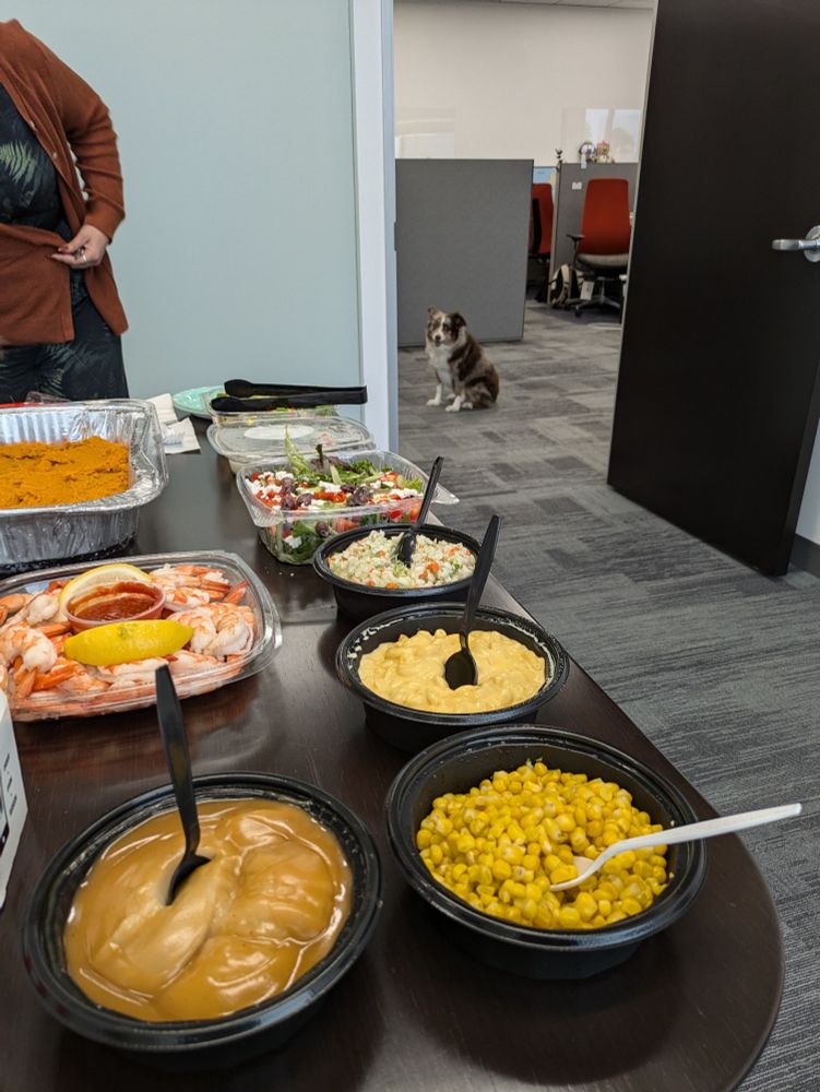 a mini Aussie dog staring longingly at a potluck spread from the doorway
