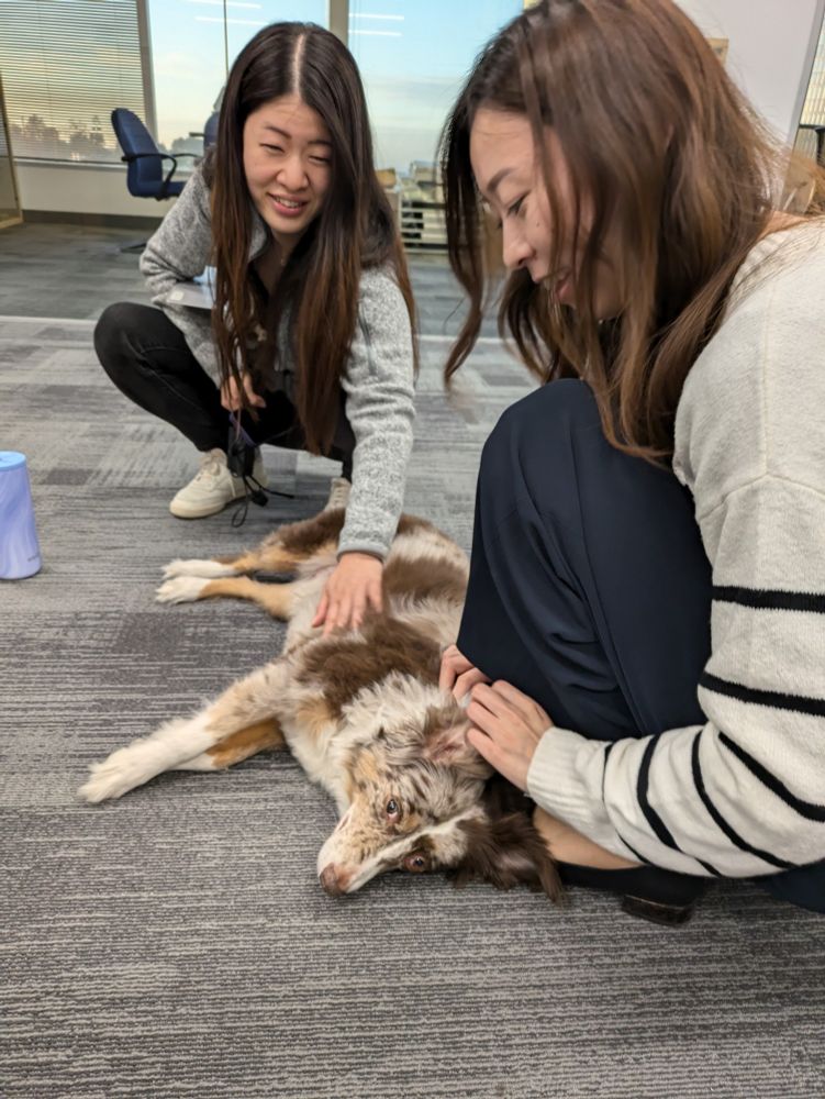 a mini Aussie dog being pet by coworkers after eating a bunch of potluck food scraps
