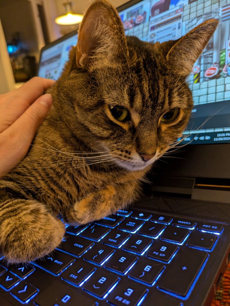 cat looking cozy and content while preventing me from playing a private server of 2005 hit mmorpg maplestory 