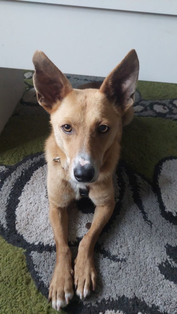 Hund liegt auf einem grünen Teppich. Orangfarbender Hund schaut sehr skeptisch. Man sieht das seine Vorderbeine eine leichte Fehlstellung haben. Seine Ohren sind gespitzt und sehr groß.