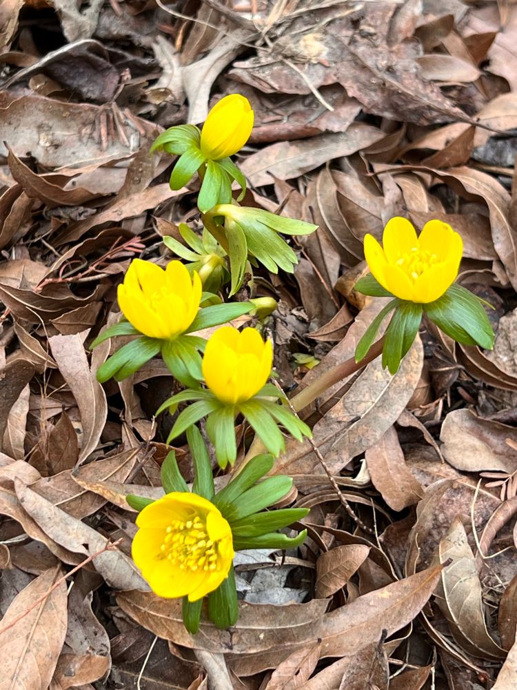 Yellow flowers: winter aconite