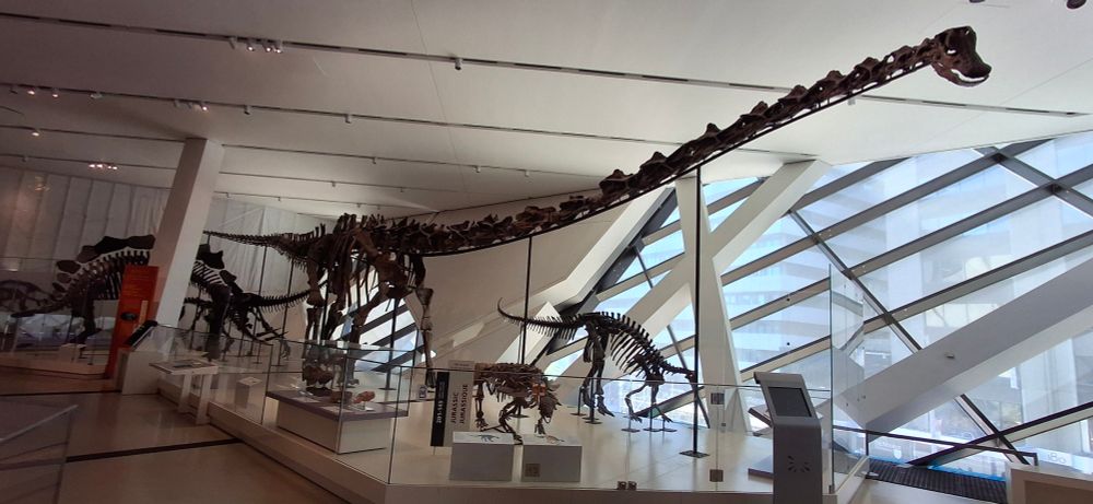 Fossil skeleton (likely a replica) of a sauropod
