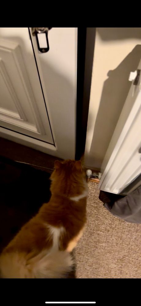 Ozzy a ginger and white fluffy cat stands by an opening door. 