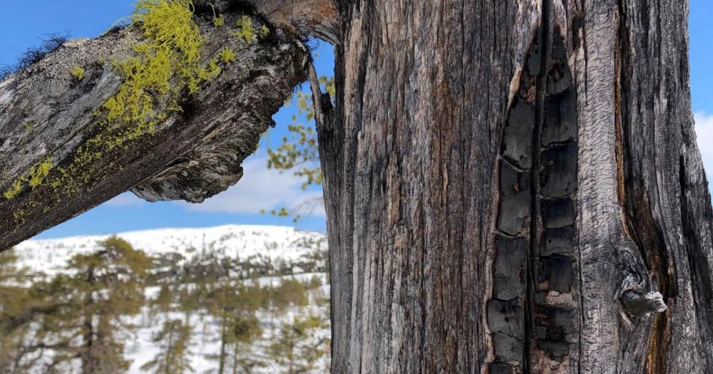 Mumiene i skogen