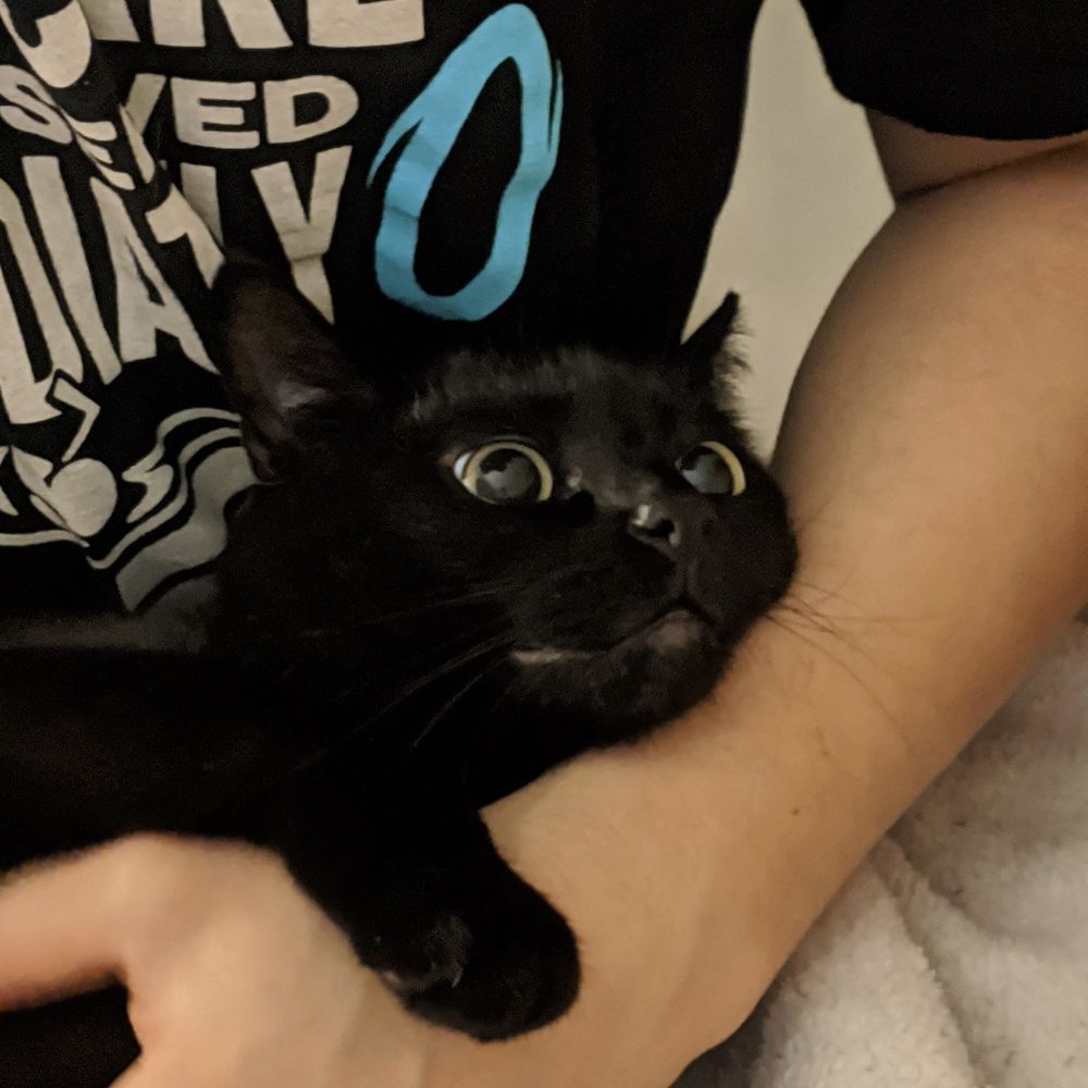 Also toothless from how to train Your Dragon except it's my cat