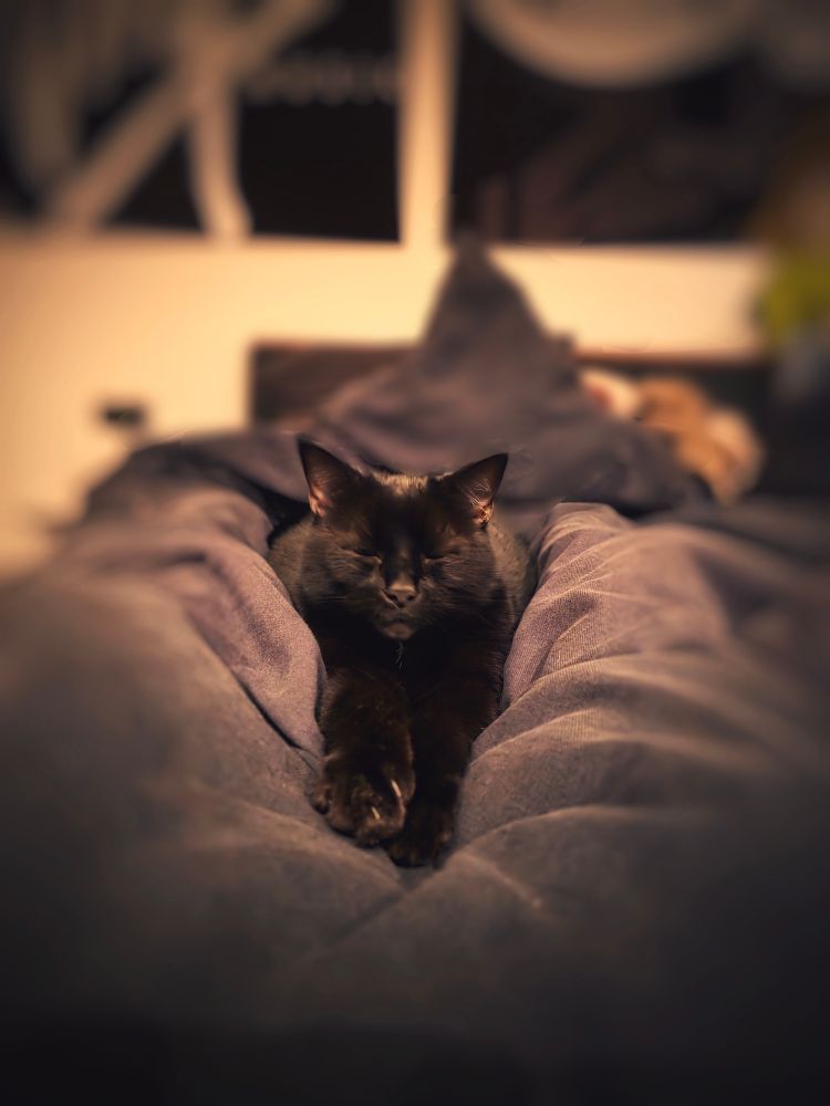 Ein Foto meiner schwarzen Katze mit ausgestreckten Foto und geschlossenen Augen, auf einer schwarzen Decke.
Der Hintergrund ist unscharf und mit einem Sepia-Filter bearbeitet. 
Der Fokus liegt auf der Katze.