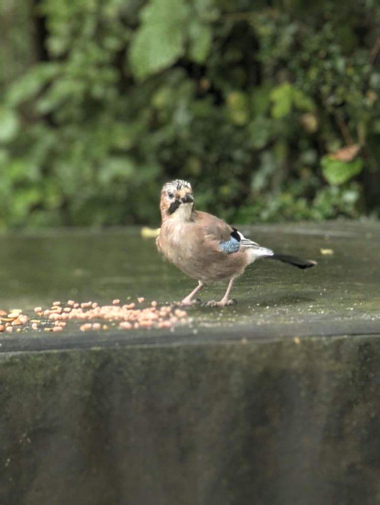 Eurasian Jay staring out from the garden table, with the blue on his wing clearly showing. 