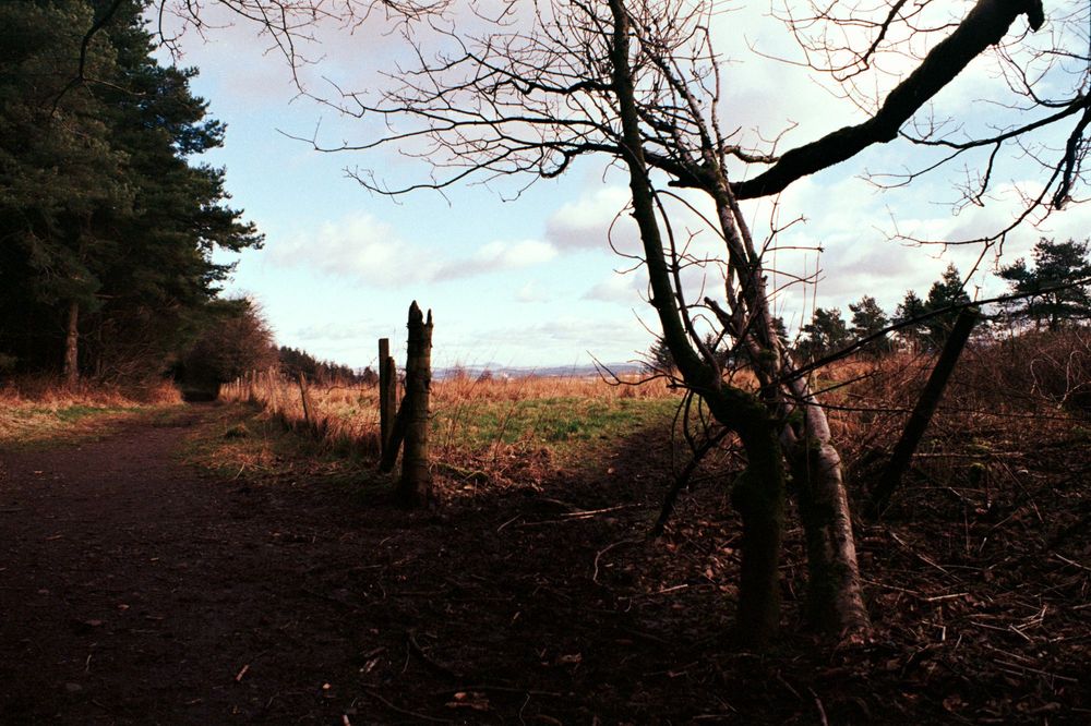 A pathway leads into the woodland, a pair of bare, small trees take up the right foreground. The horizon stretches across the middle of the screen. Taken on Kodak 200 film