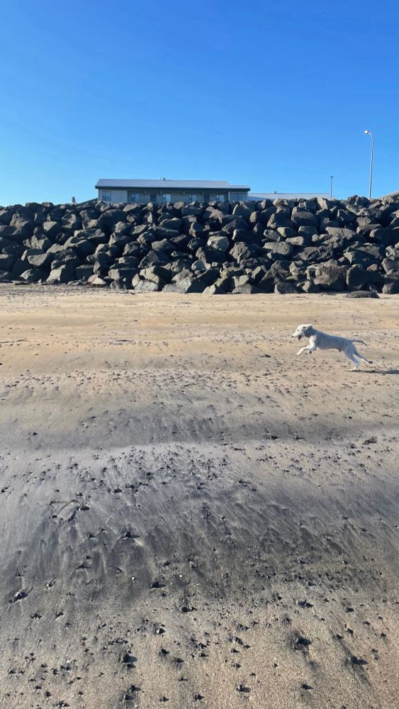 My dog Uggi running at the beach