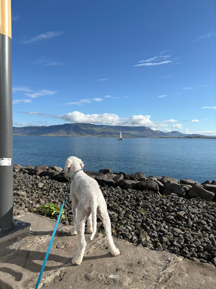 Uggi the dog down at Reykjavík harbour 