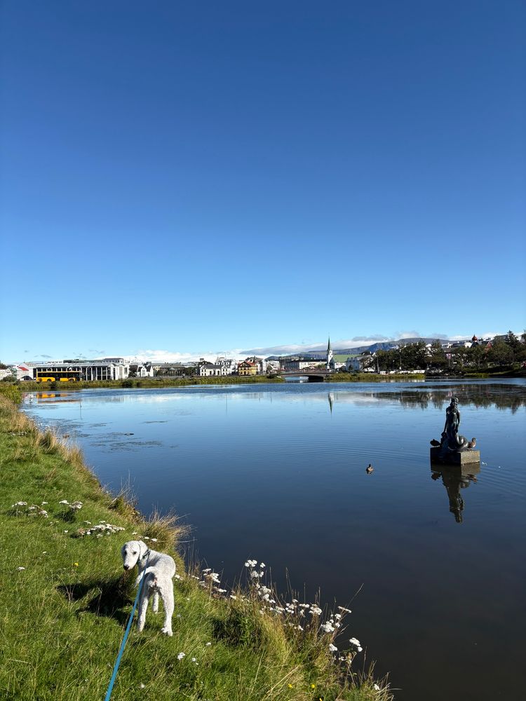 Uggi the dog walking by the Reykjavík pond