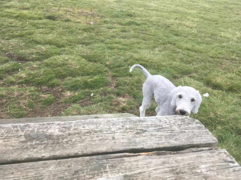 Uggi at the dog park, standing behind a wooden table