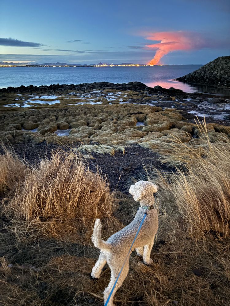 Uggi the dog down at the shore. Behind the water is the Reykjanes peninsula where a volcano is currently erupting 