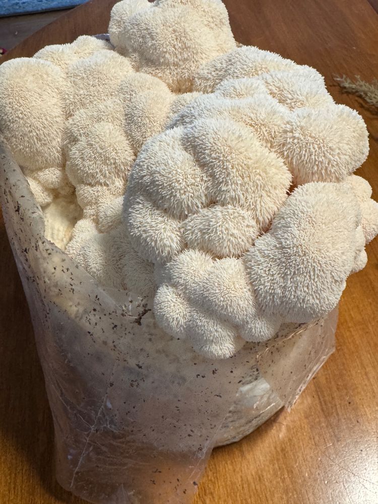 Lion’s Mane mushroom and close ups. White Pom Pom type fruiting body, with tiny slender fingers radiating out, each about 1/4” long.