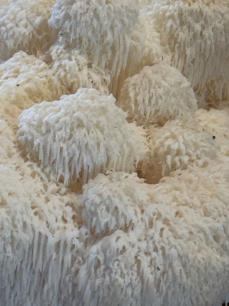 Close up of Lion’s Mane mushrooms “pom poms” with 1/4” “teeth” draping downward like waterfalls. 