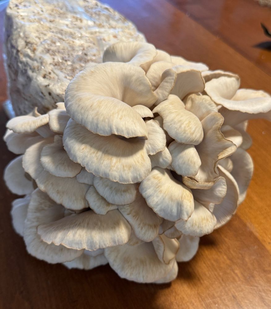 Fruited Peral Ouster mushrooms in layers of soft gray white. 