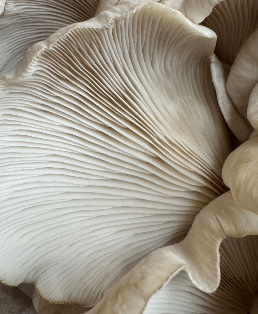 Underside gills close up