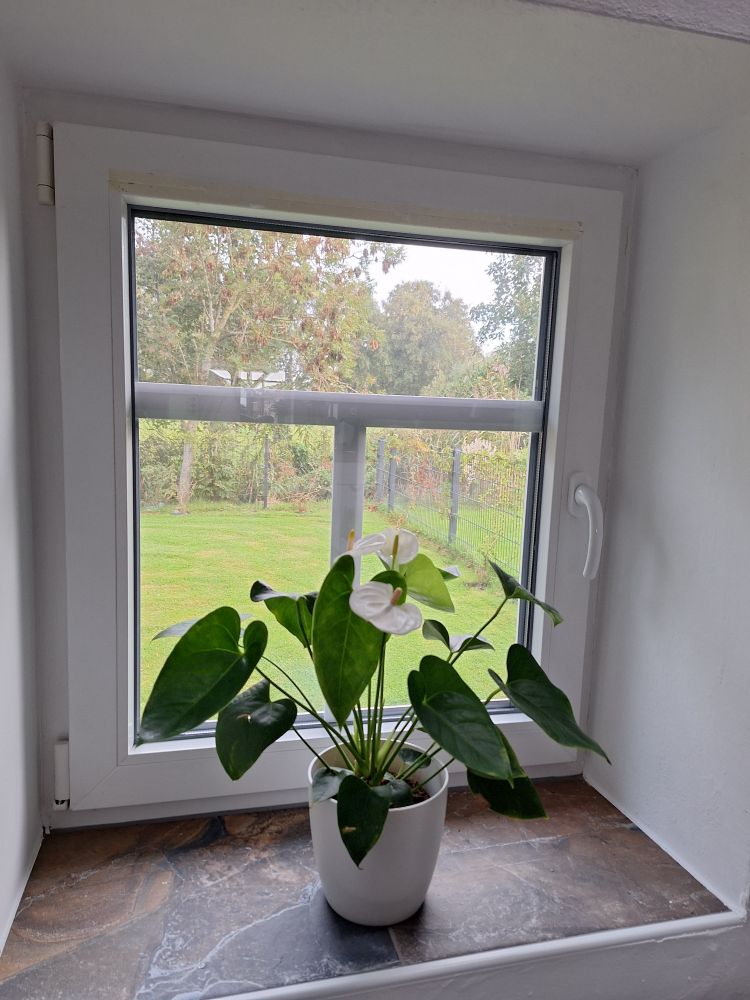 Ein kleines Fenster mit einer Sprosse in T-Form. Auf der braunen Fensterbank steht eine Zimmerpflanze in einem weißen Übertopf. Draussen sind Wiese, Bäume, Sträucher und ein halbhoher Doppelstabmattenzaun. 