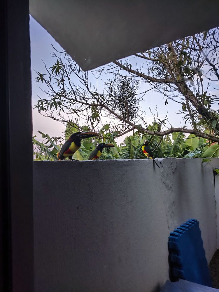 PT: três tucanos amarelos e vermelhos

EN: three red and yellow toucans