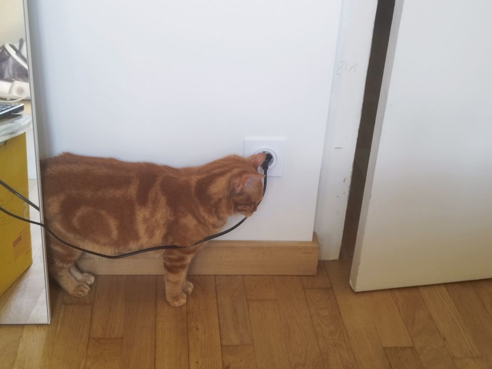 Un chat bloqué par un câble électrique qui lui arrive a l'épaule