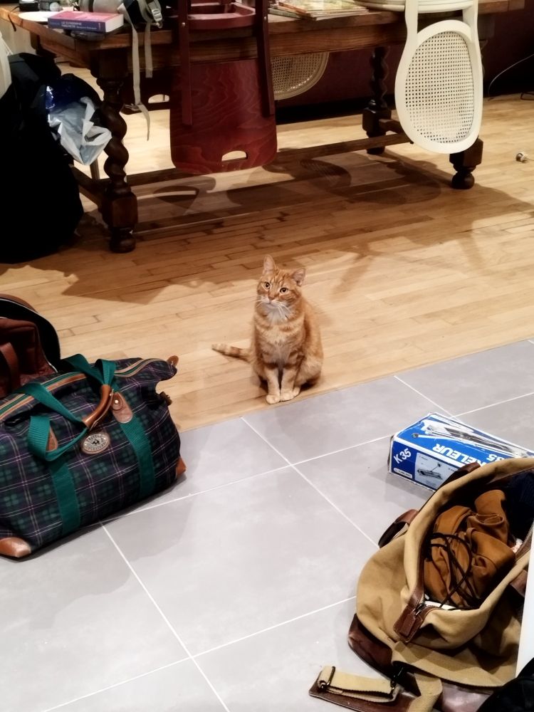 Un chat trop mignon au regard trop vide