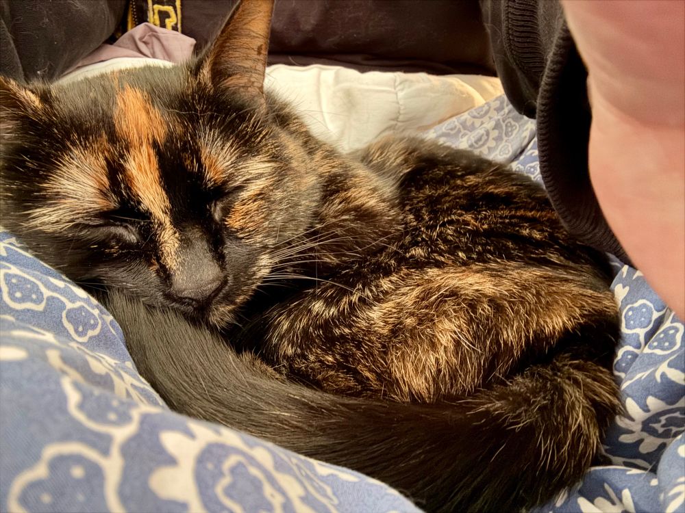 A tortoiseshell cat is curled up in a ball on a blue and white patterned sheet, sleeping. I failed at getting a photo of her without my hand partially in the photo on the right. She’s adorable, regardless.