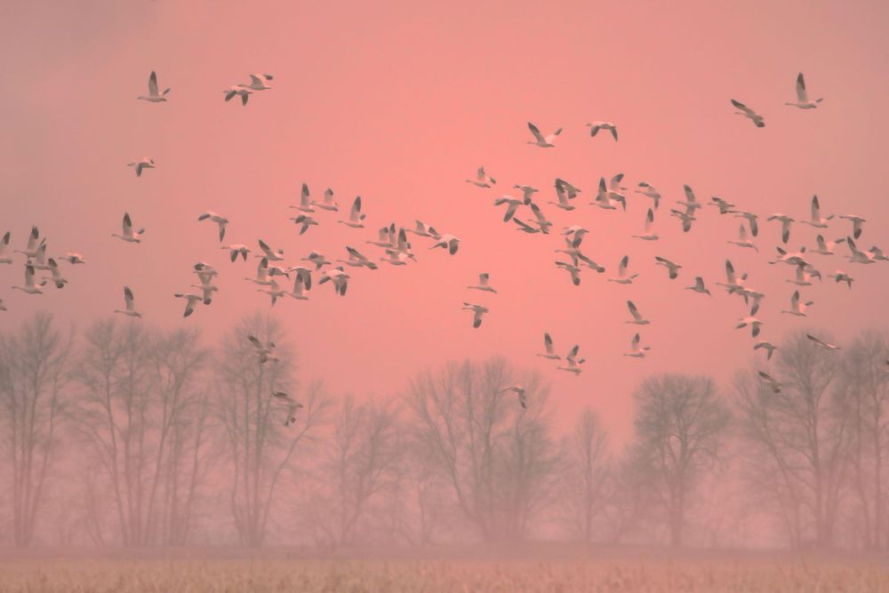 The Bird Flu Story No One Is Telling
