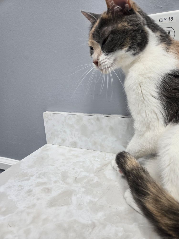 Bourbon being compliant for her vet visit.