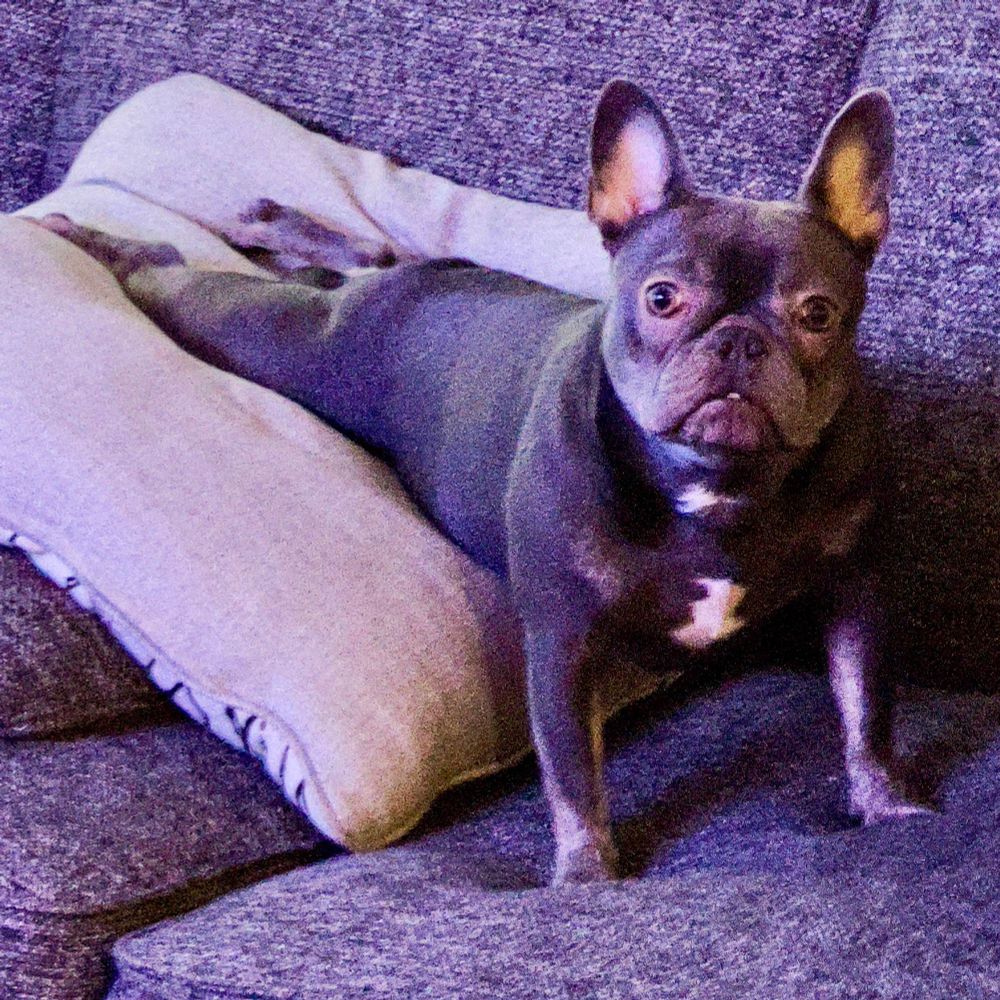 A lilac French bulldog lounging on a gray couch, stretching its hind legs out on a beige pillow while looking directly at the camera with a relaxed yet curious expression.